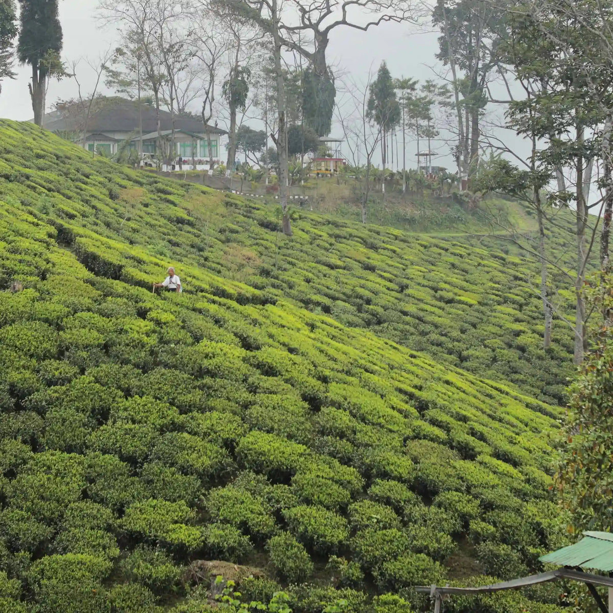 Darjeeling First Flush Lingia DJ4
