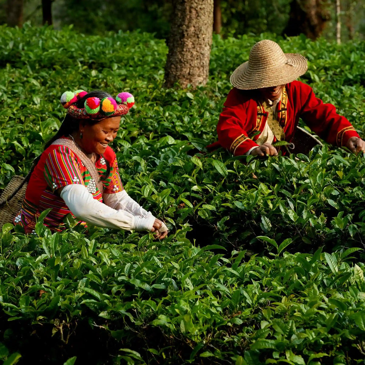 Xiang Gui Yin Hao Black Tea