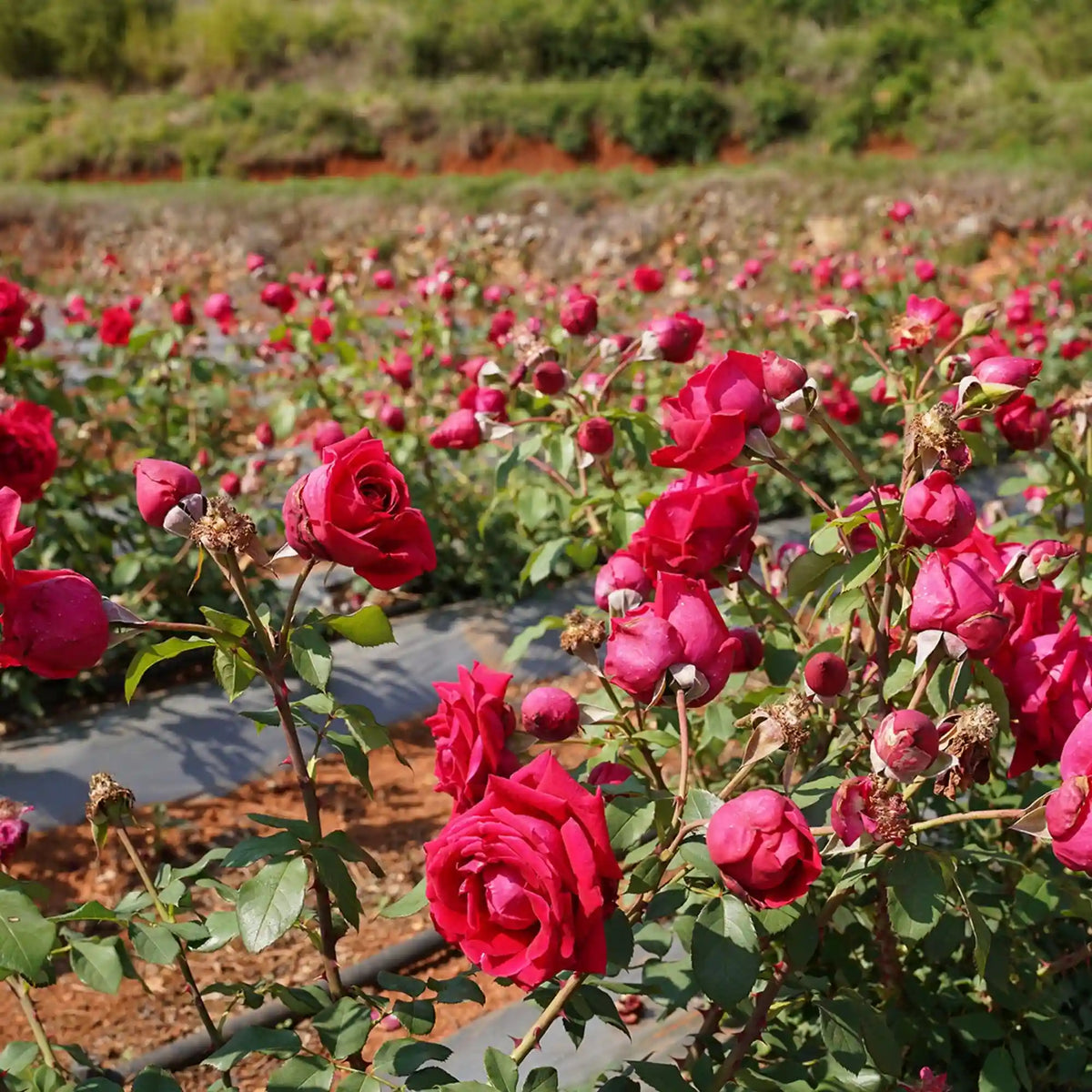 Rose Black