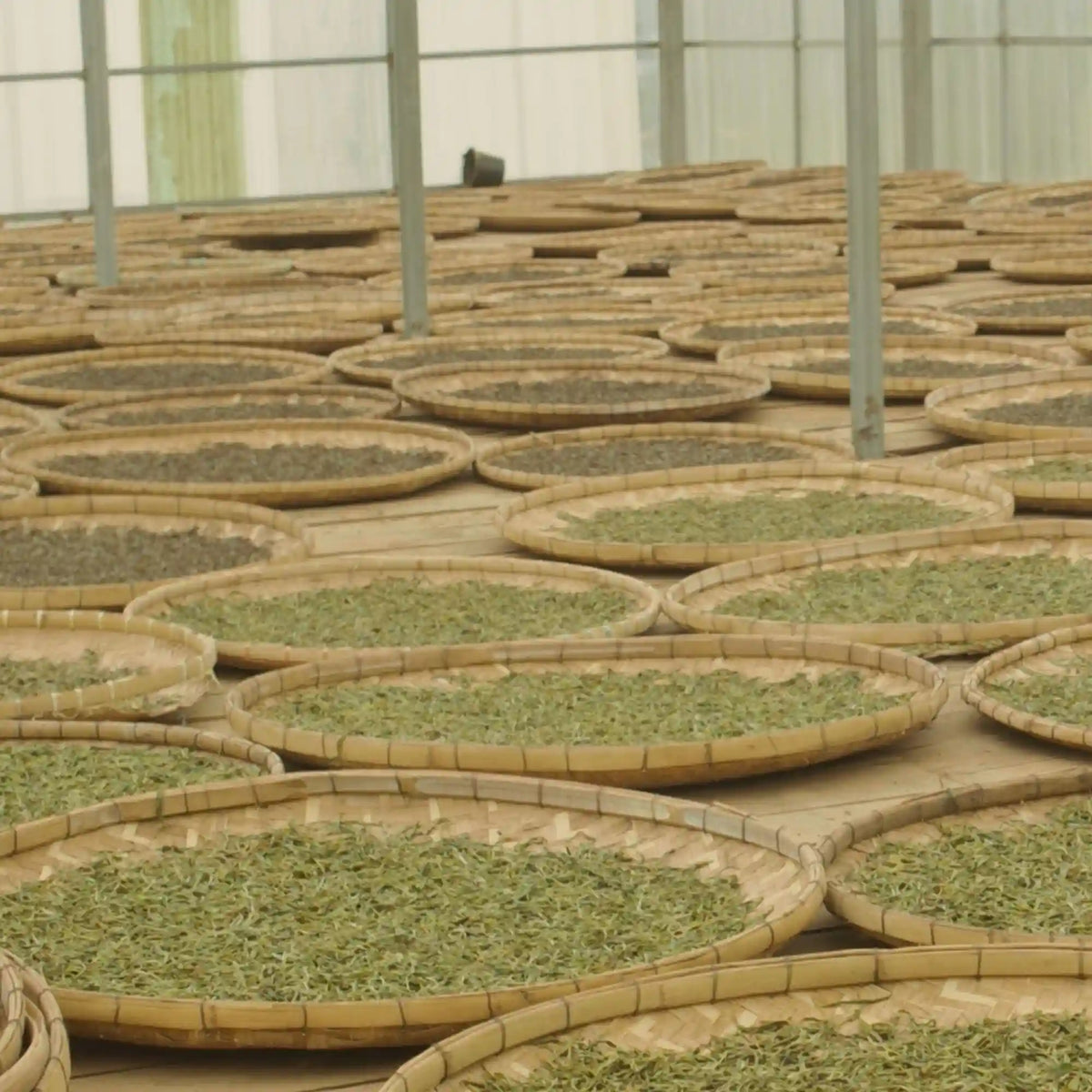 Laos Sheng Pu’er Tea Cake Vintage 2022