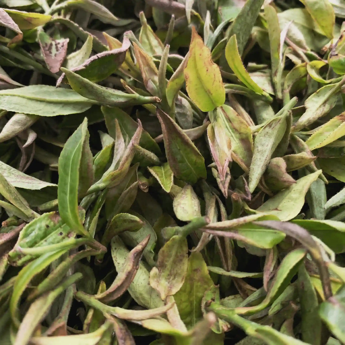 Darjeeling Second Flush Chamong DJ71