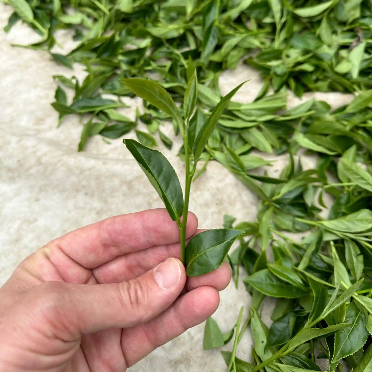 Li Shan Gao Shan Cha